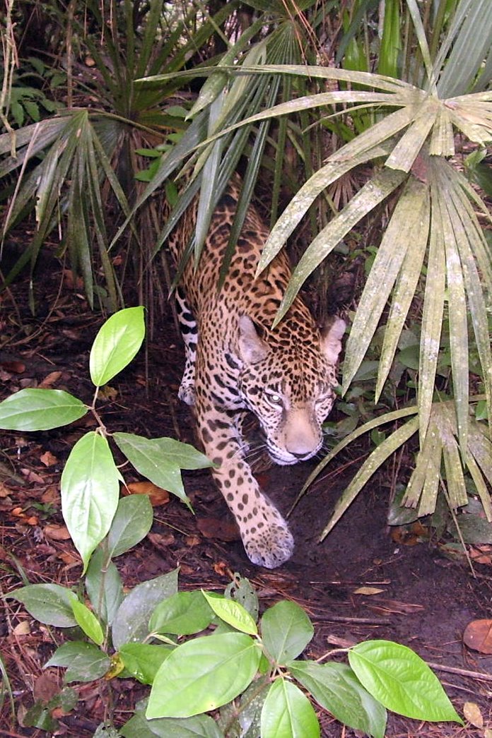 [jaguar3.jpg]