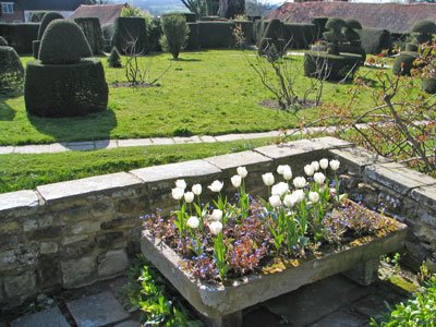 [Tulips-and-topiary-at-Great.jpg]