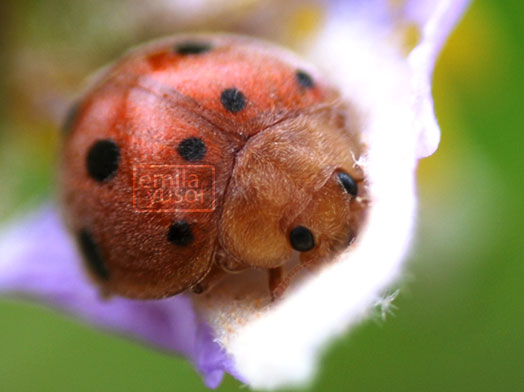 [ladybird2.jpg]