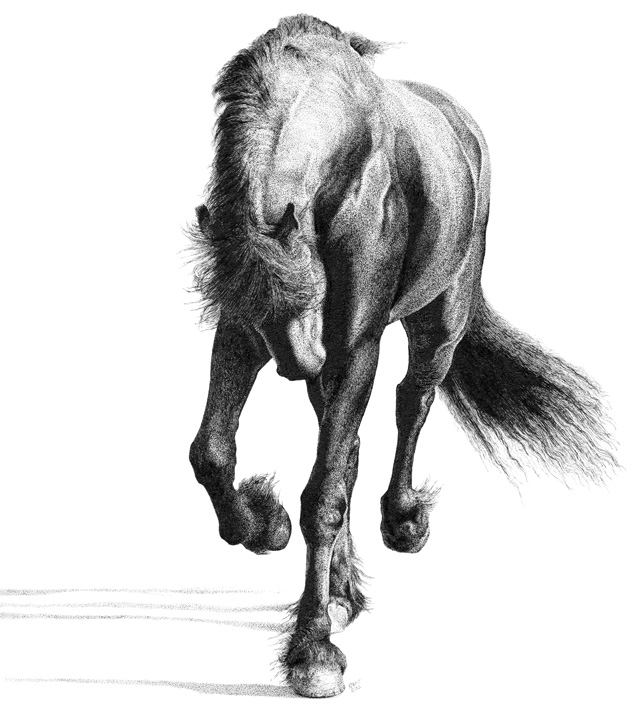 [pen-ink-nature-art-Horse_FriesianStallion.jpg]