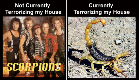 [scorpions-vs-scorpions.jpg]