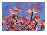 [116472_b~Spring-Flowers-Pink-Dogwood-Mid-May-Massachusetts-Posters.jpg]