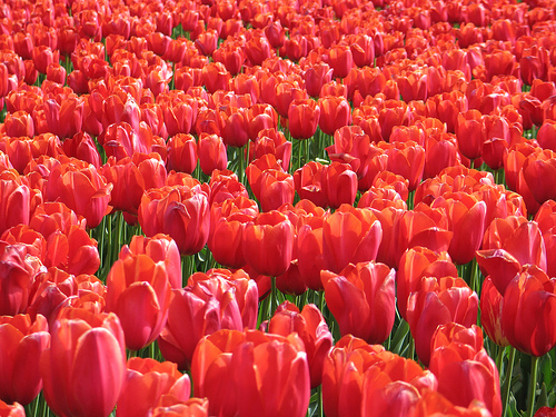 [flirck-Huw-Tulipanes+rojos.jpg]