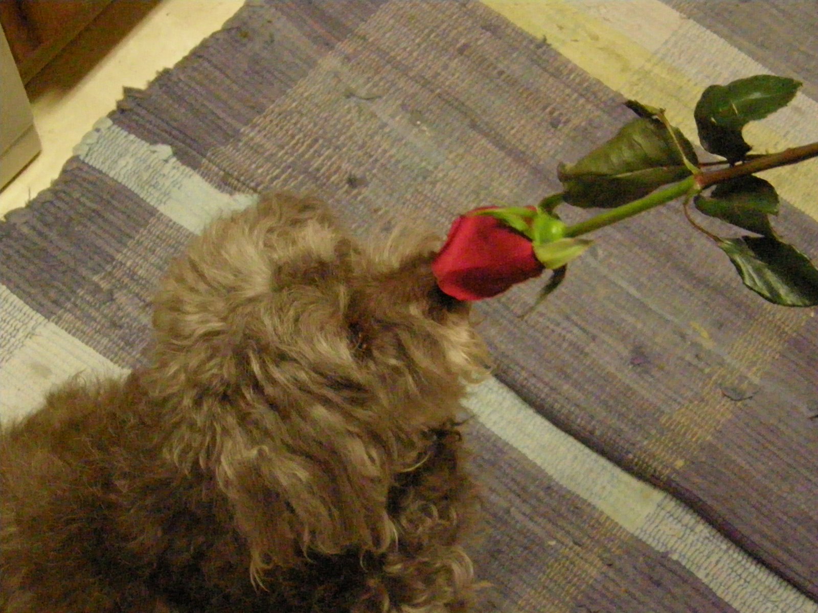 [I+love+roses!.JPG]