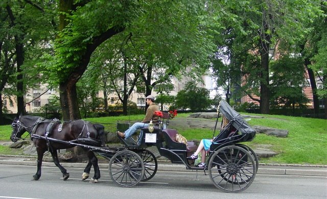 [horse+carriage.JPG]