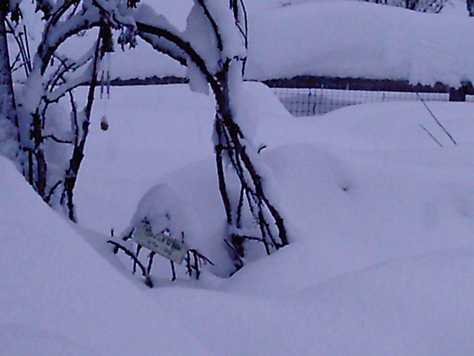 [garden+gate+in+winter.JPG]