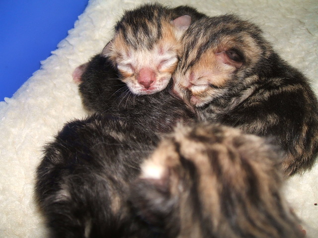 [zelda's+kittens+002.jpg]