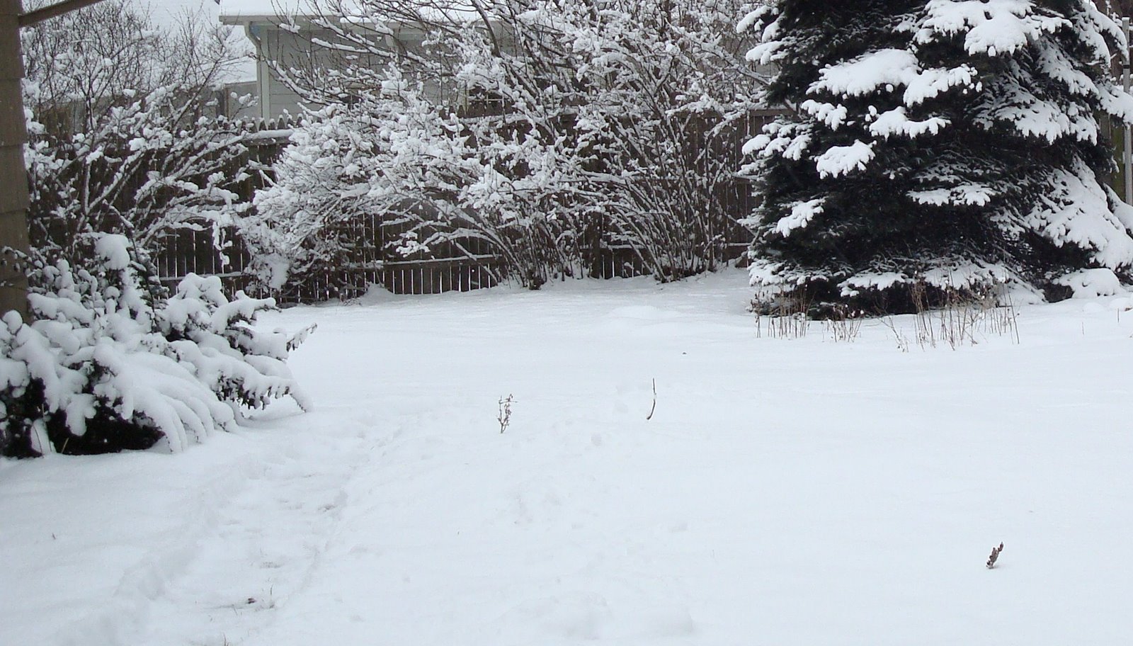 [snowy+back+yard.jpg]