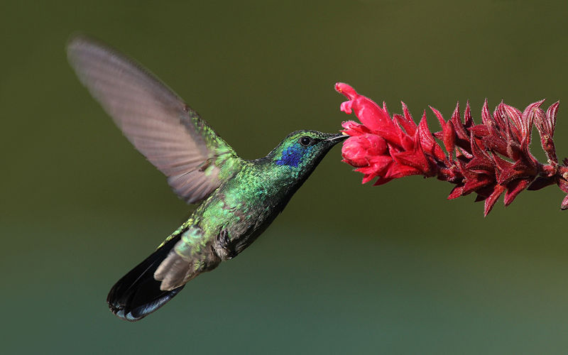 [Kolibri+grön+vacker.jpg]