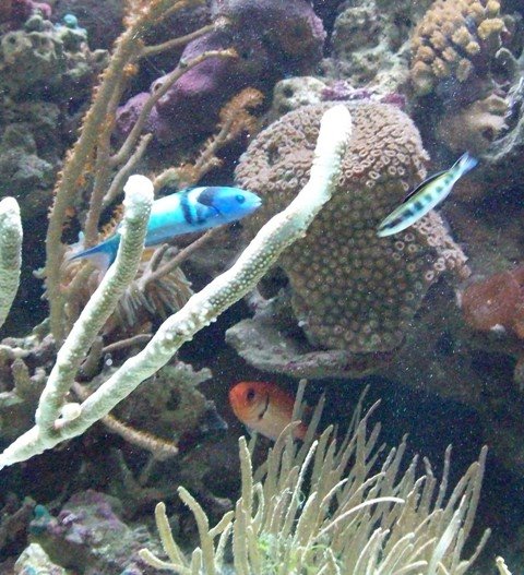 [Korallrev+fiskar+2.jpg]