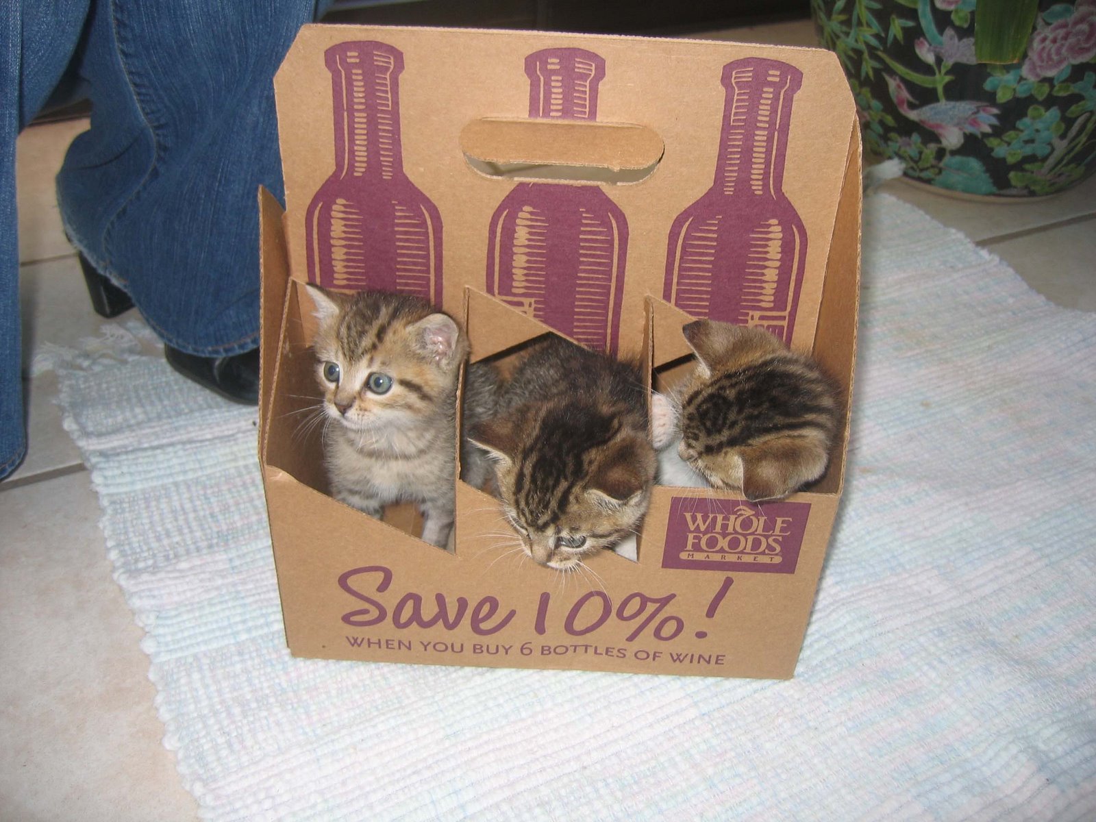 [kitties+in+box+2.jpg]