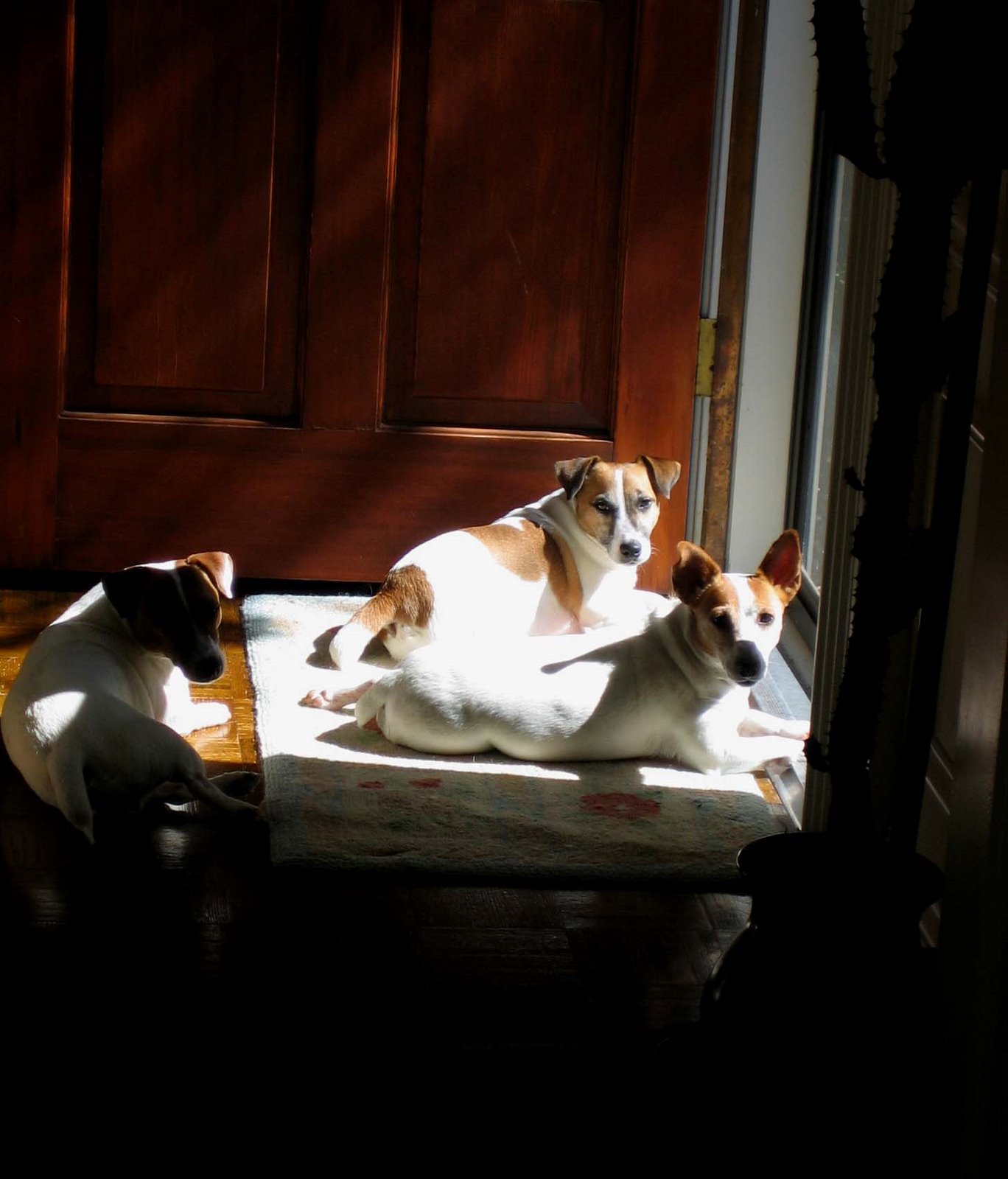 [dogs-sunshine1.jpg]