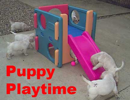 [puppy+playtime.jpg]