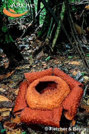 [large-Rafflesia-tuan-mudae-in-lowland-rainforest.jpg]