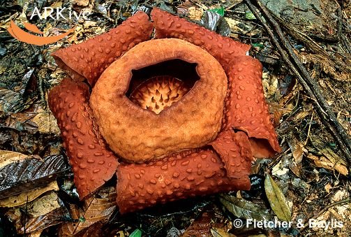 [large-Rafflesia-tuan-mudae-flower-in-bloom.jpg]