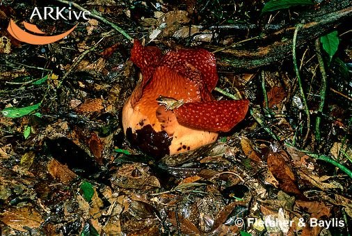 [large-Rafflesia-tuan-mudae-flower-starting-to-bloom-taken-at-11pm.jpg]