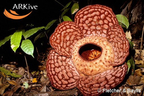 [large-Rafflesia-cantleyi-in-flower.jpg]
