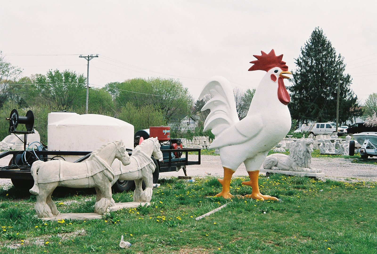 [Rooster+and+Clydesdales.JPG]