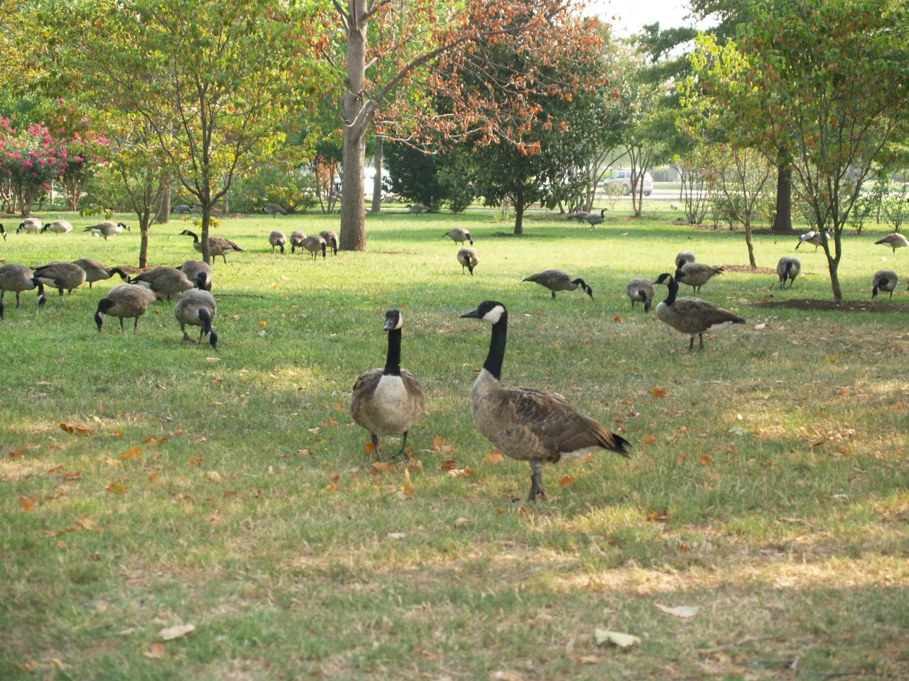 [Geese+and+More+Geese.JPG]