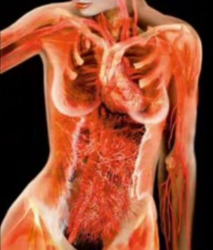 Imágenes del cuerpo humano transparente