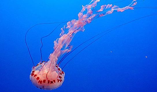 [medusas.jpg]