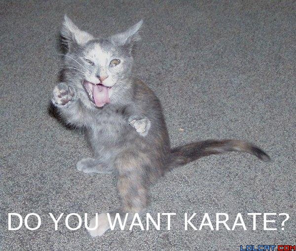 [karatecat.jpg]