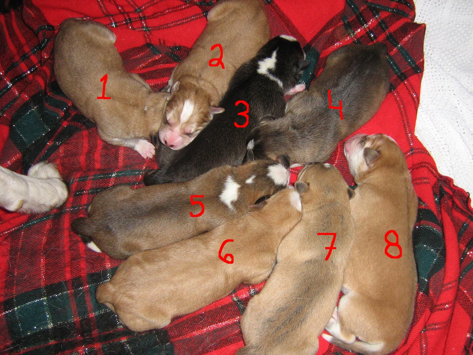 [D29+Numbered+pups.JPG]