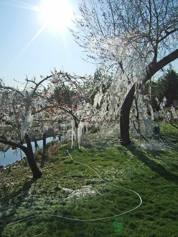 [icy-trees-for-website.jpg]