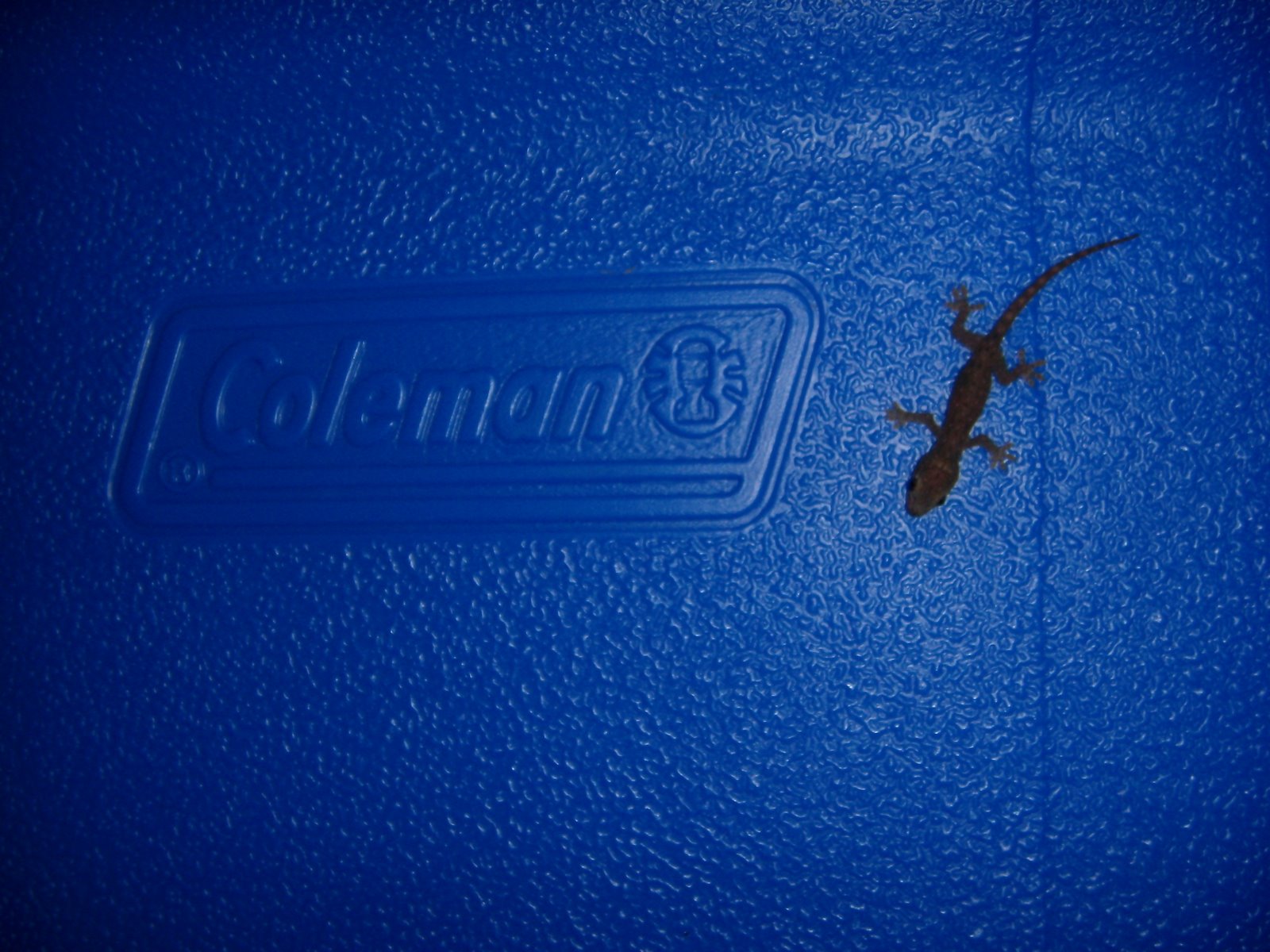 [Coleman+Gecko.JPG]