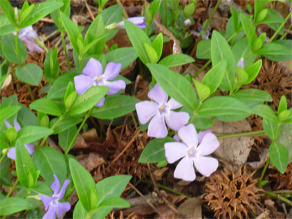 [purple-flowers.jpg]