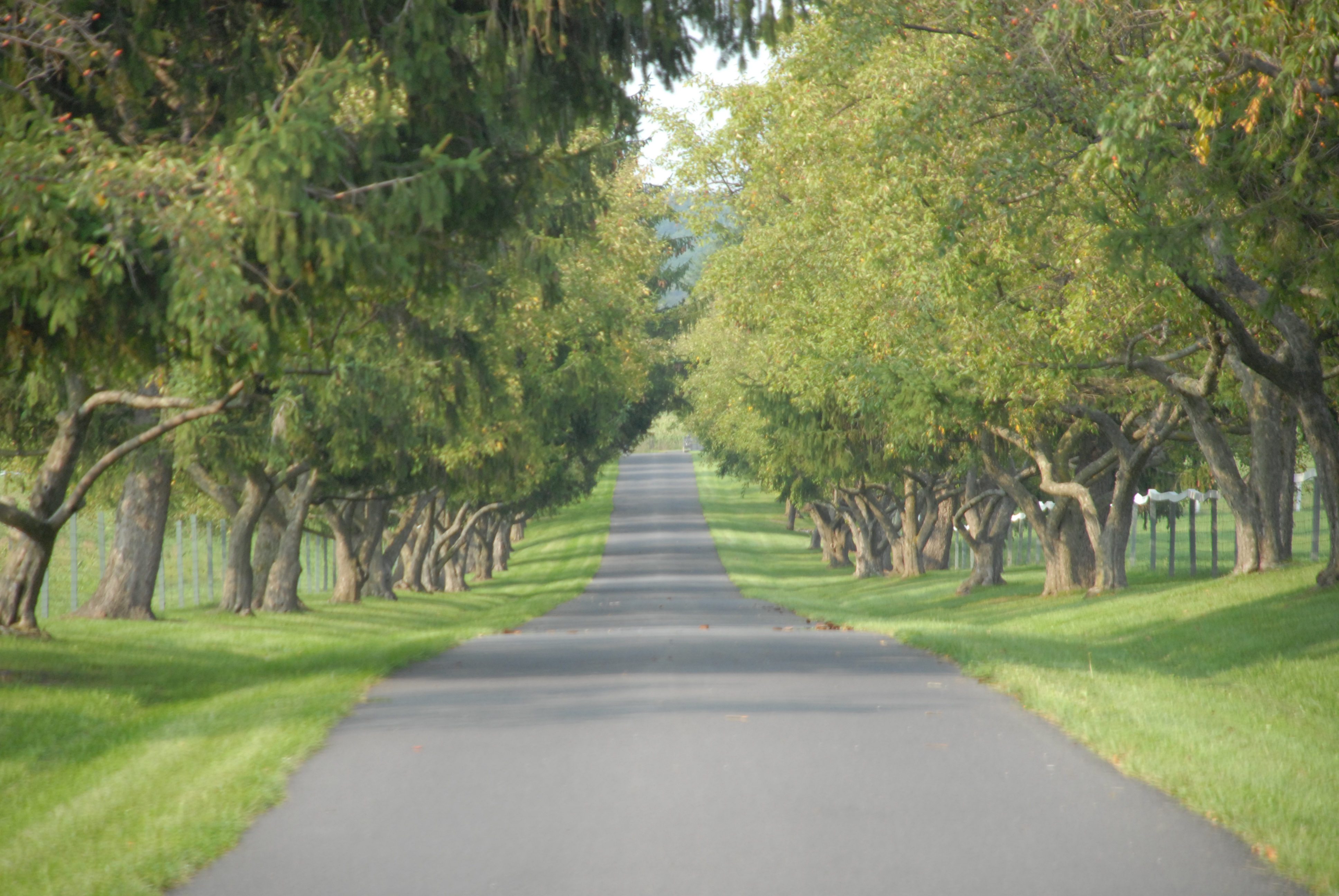 Driveway to President Eisenhower's Home & Cattle Ranch