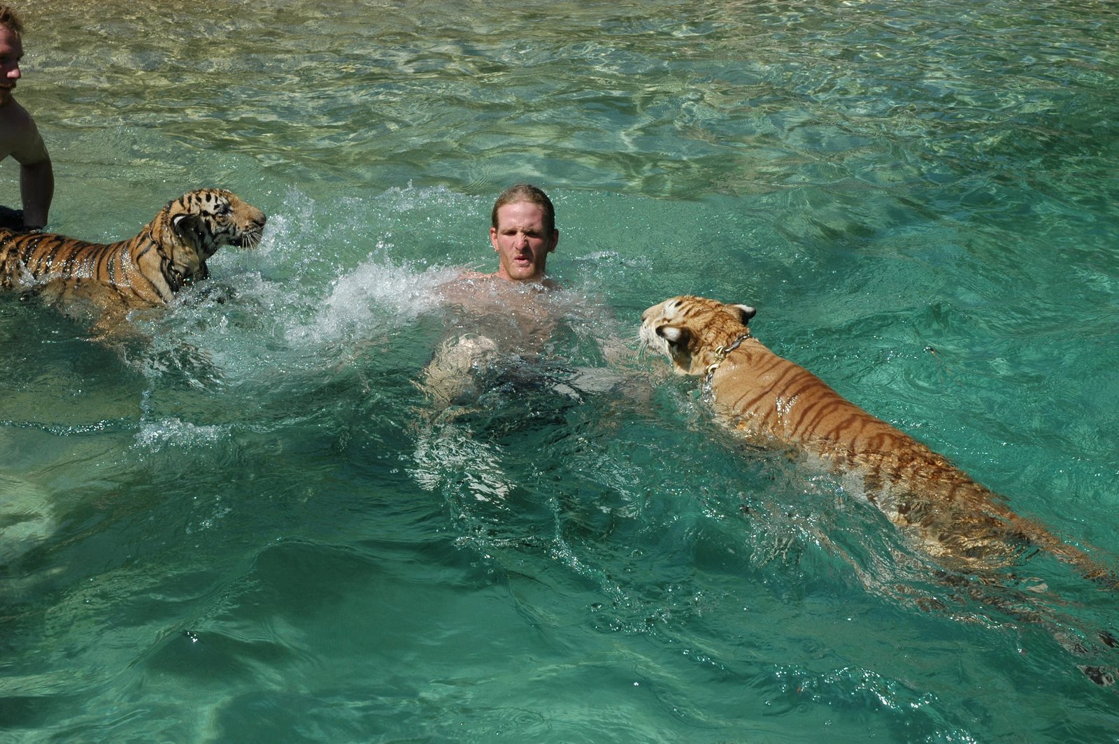 Tigers swiming with their trainer