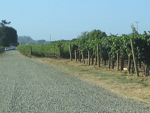 [vineyard+road.jpg]
