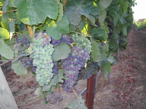 [vineyard+grapes.jpg]