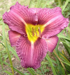 "Dean's Vision" daylily