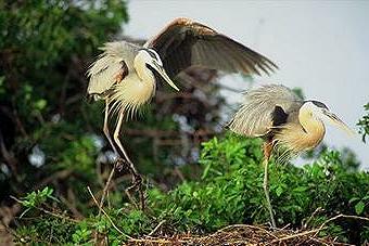 [Everglades-Herons+in+the+Everglades.jpg]