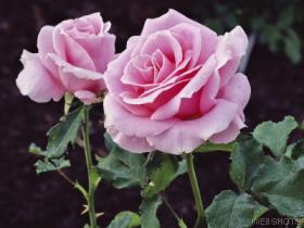 [Rose+Rosa.jpg]