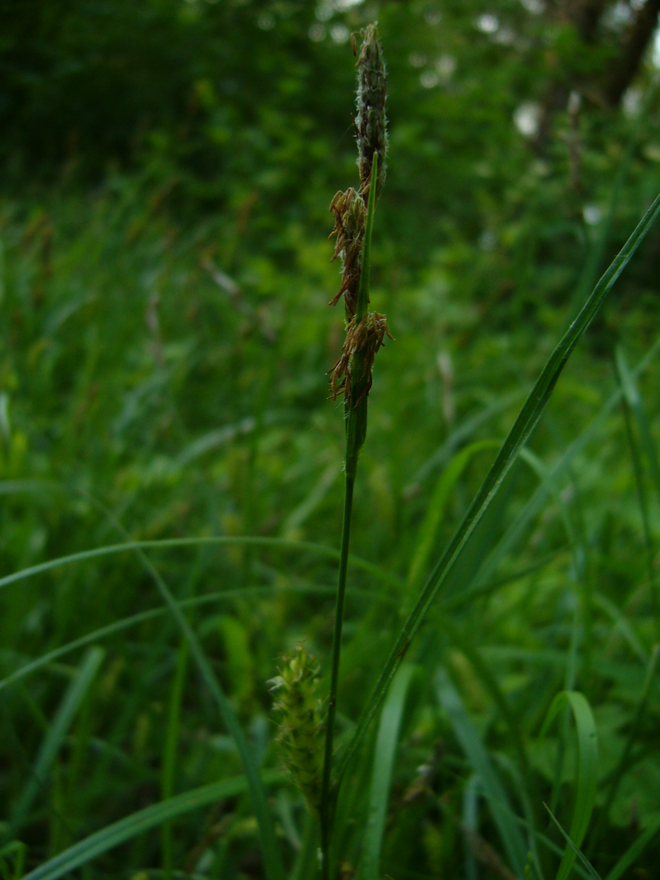 [Carex+tomentosa.JPG]