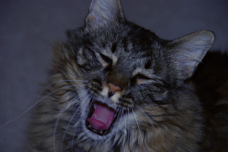 [Simon+yawning2.jpg]