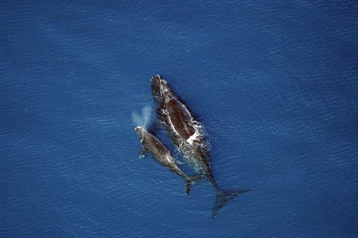 [right+whale+mother+and+calf.jpg]