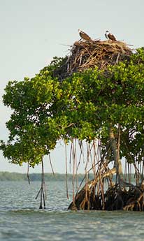 [ospreys_mangrove.jpg]