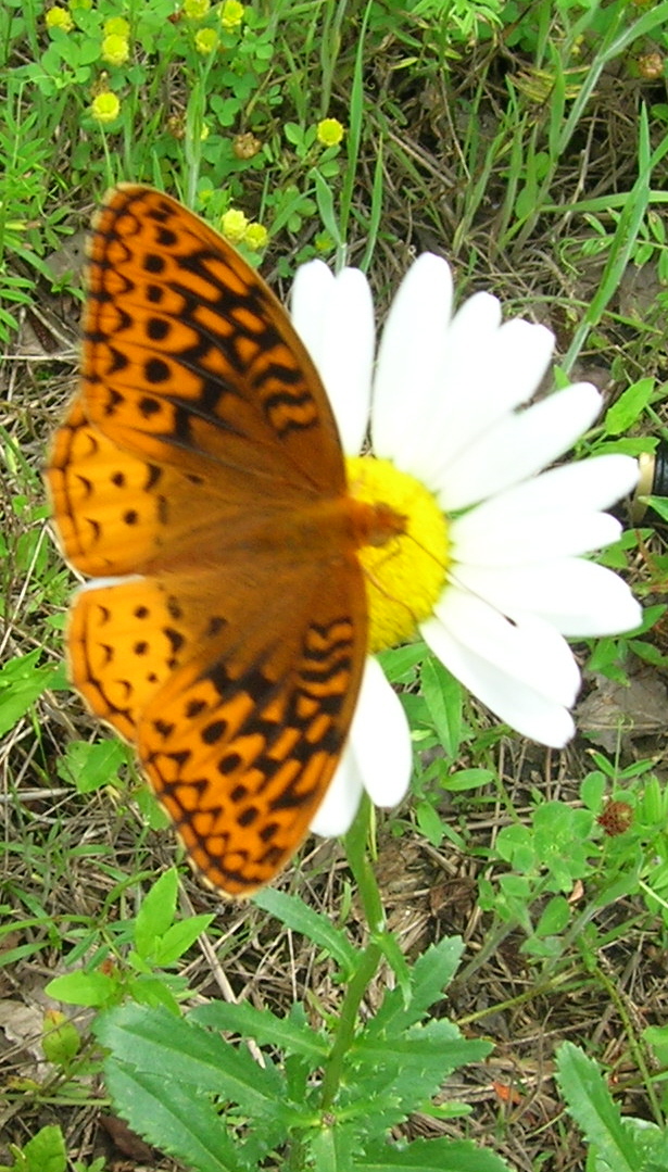 [ButterflyKnob.jpg]