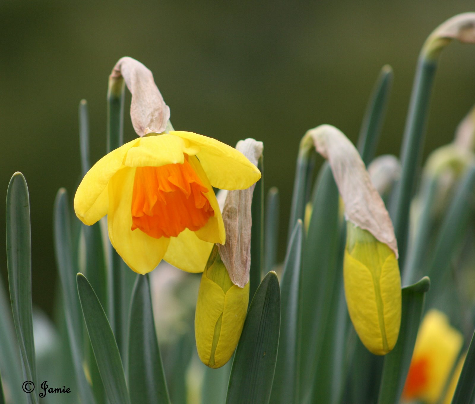 [daffodiles.JPG]