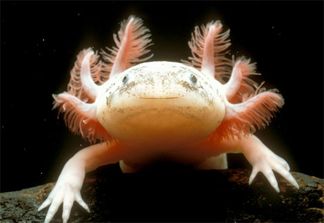 [axolotl-mexican.jpg]
