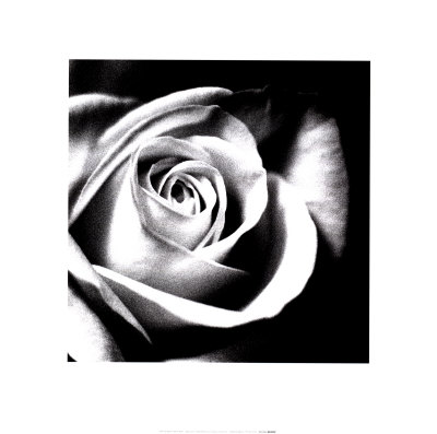 [6540187~White-Rose-Posters.jpg]