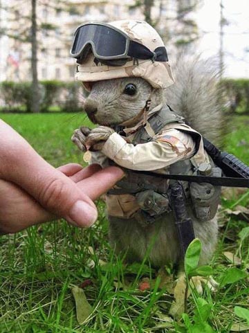 [funny_pictures_Army_squirrel.jpg]