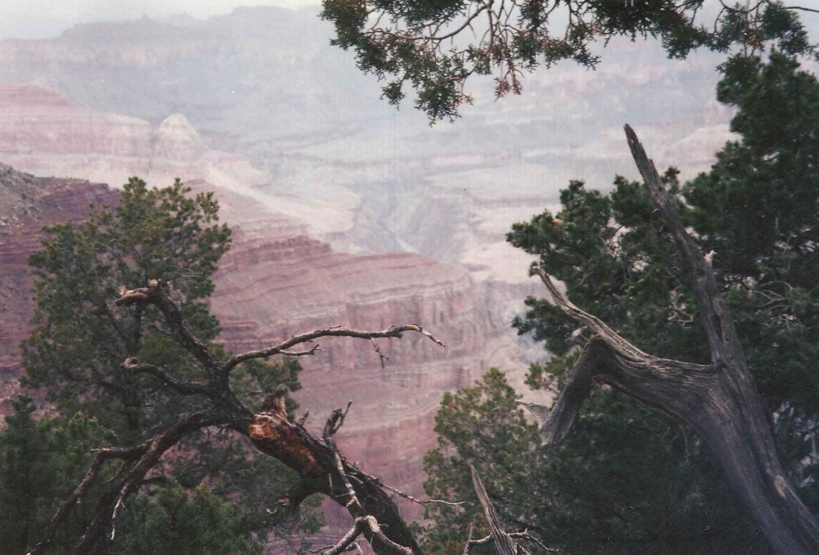 [A+Canyon+View+From+A+Tree+001.jpg]