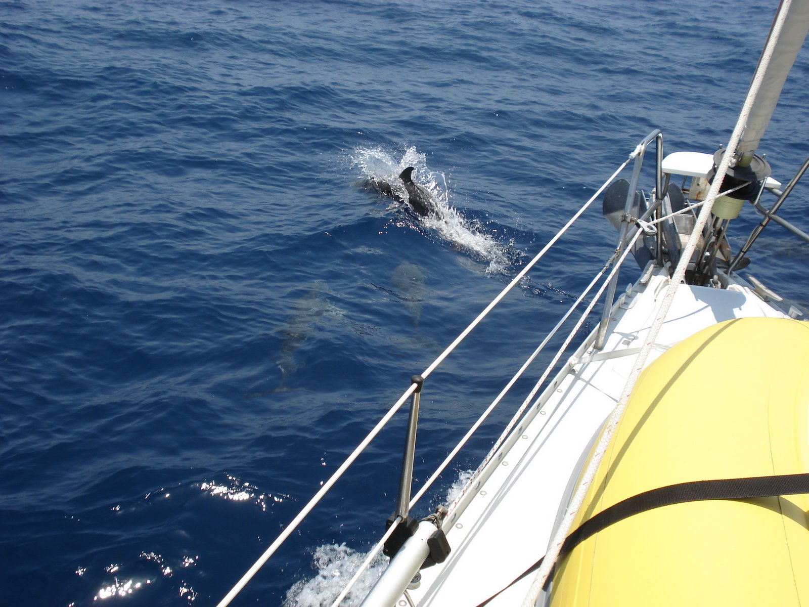 [Dolphins+off+our+bow+3.JPG]