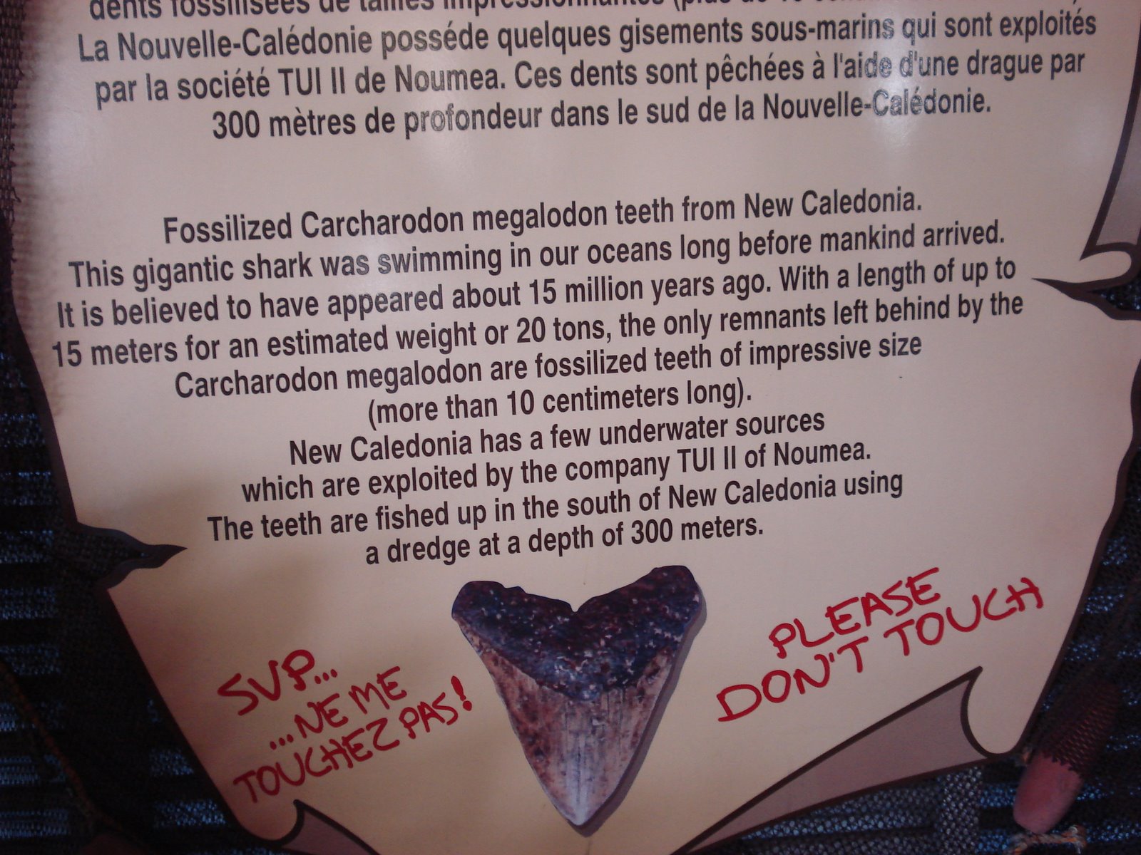 [Carcharodon+megalodon+teeth+info.+DSC03343.JPG]