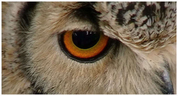 [owl+eye]